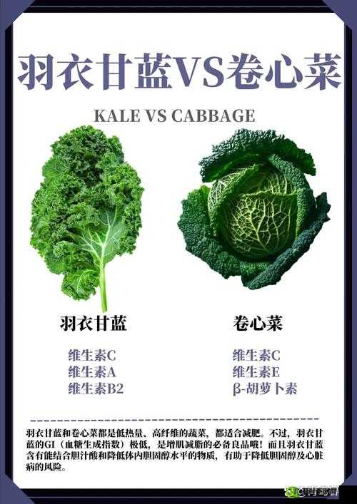 Kale 是什么意思：探索这种蔬菜的奥秘与价值